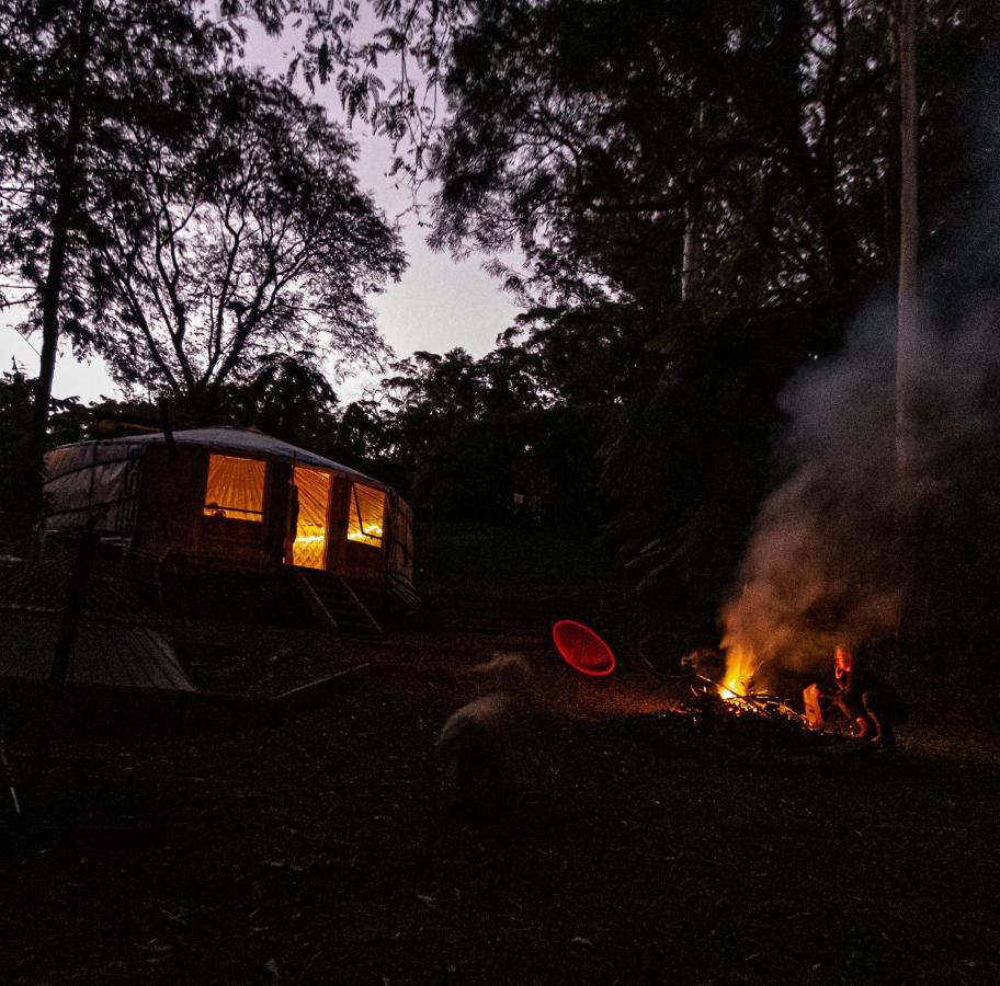 Purling Brook Falls Gwongorella Hotel Springbrook Exterior foto